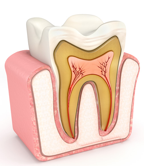 illustration of the interior of a tooth