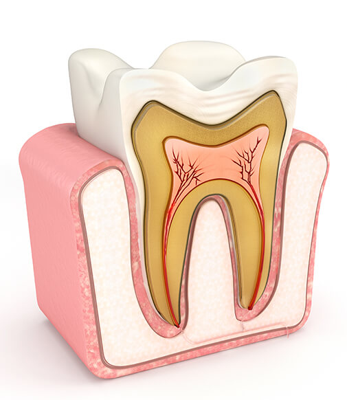 illustration of what the interior of a tooth looks like